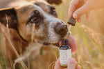 CBD Pet Boost Botanical Tincture - 300mg